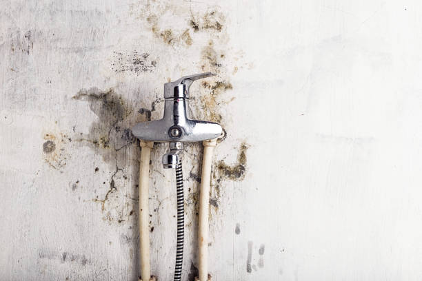 Best Fast Mold Removal  in Stockton, MO