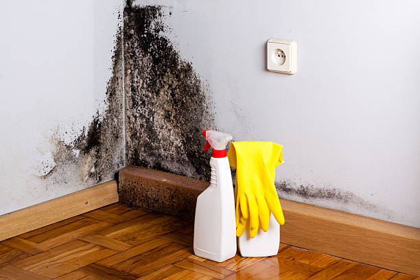 Reliable Stockton, MO Mold Removal Solutions