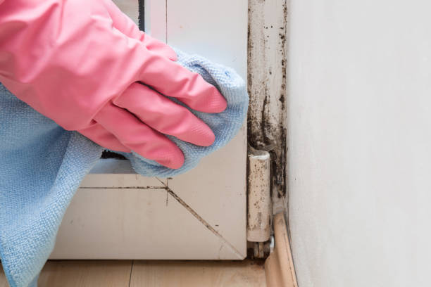 Attic Mold Removal in Stockton, MO