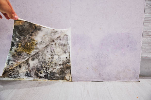 Best Emergency Mold Removal  in Stockton, MO
